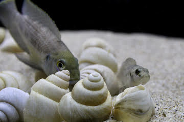 Neothauma tanganyicense Shells