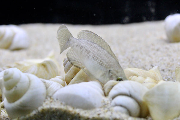 Neothauma tanganyicense Shells