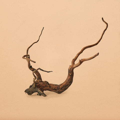 Borneo Root-Hand-Selected Specimens