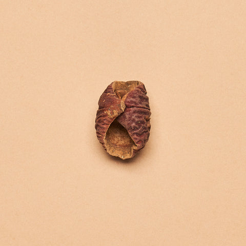Dysoxylum  Pod