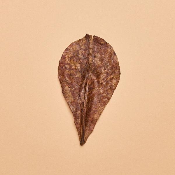 Catappa Leaves- Medium Size