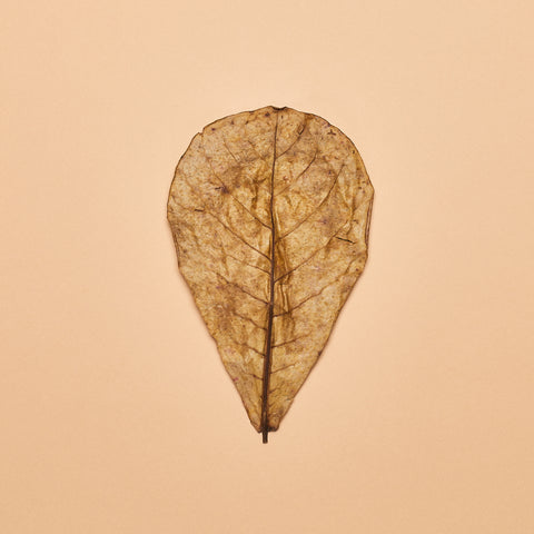 Catappa Leaves- "Nano" Size (Package of 20)