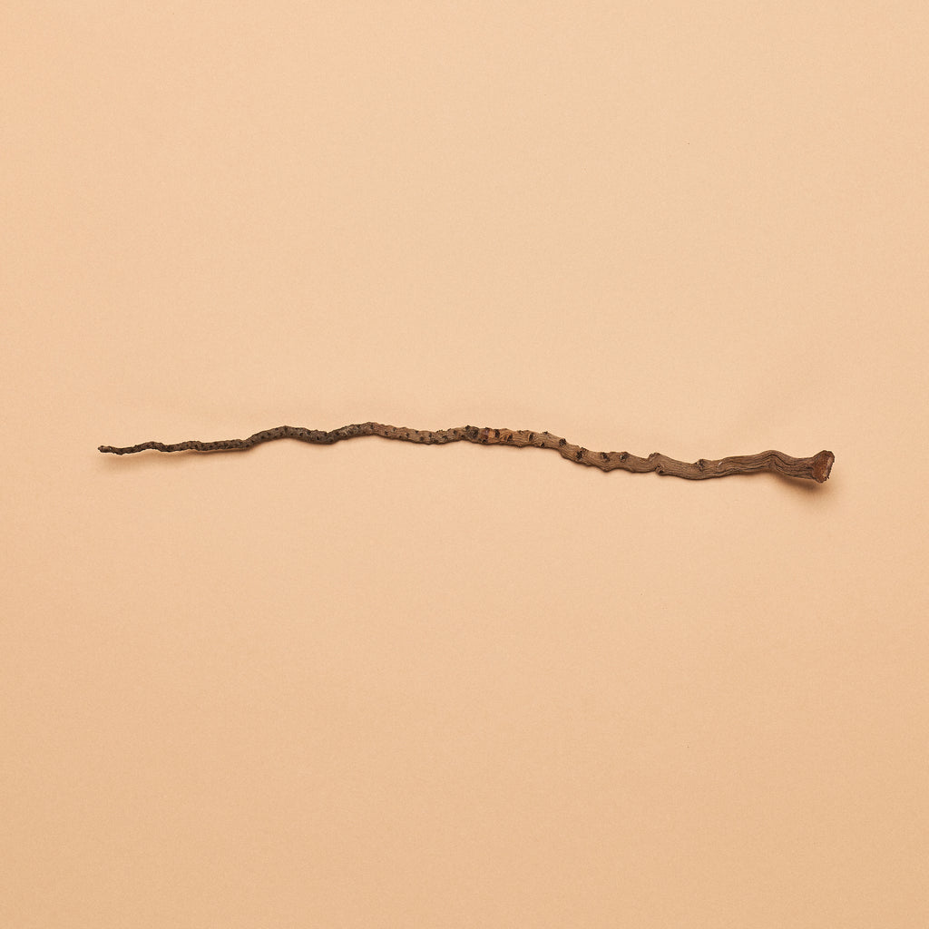 coconut palm bark Coconut Palm Stem (Pack of 10)