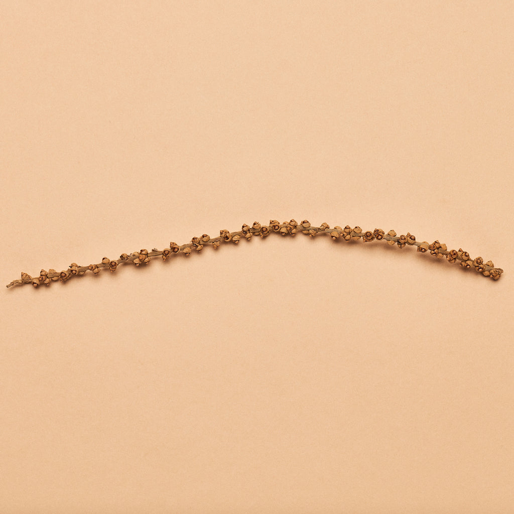 Fishtail From Roots Red Mangrove Root Section (single piece) - Tannin Aquatics