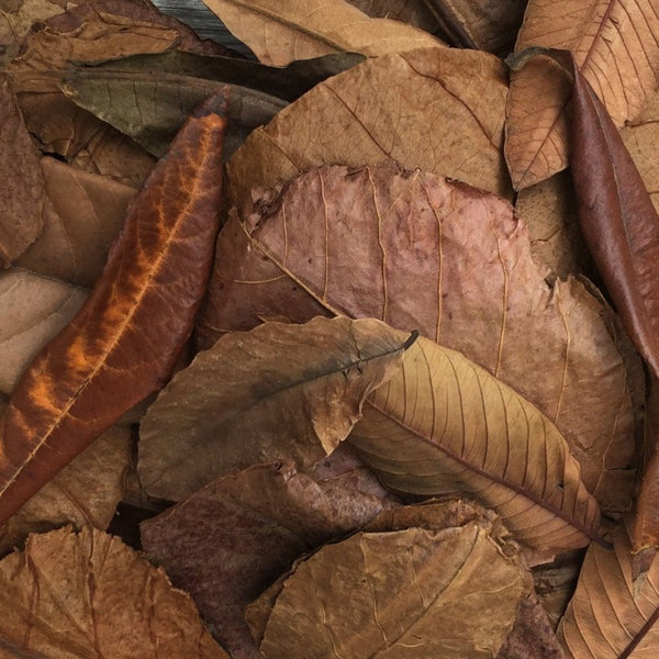 "Re-Leaf" Leaf Litter Replenishment Pack (40 Pieces)