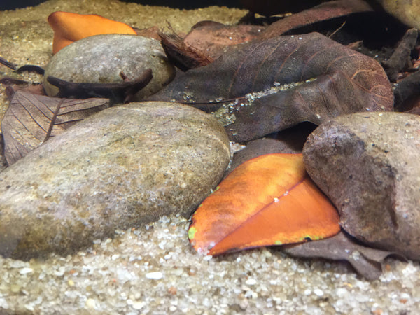 "River Stone" -Individual Hand Selected Pieces