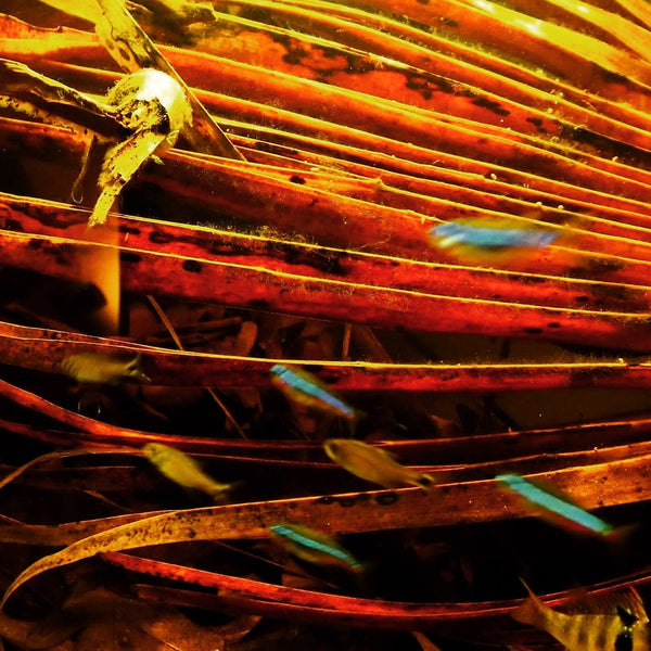 Pygmy Date Palm Frond