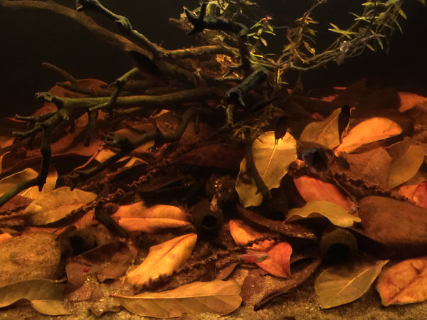 "Re-Leaf" Leaf Litter Replenishment Pack (40 Pieces)