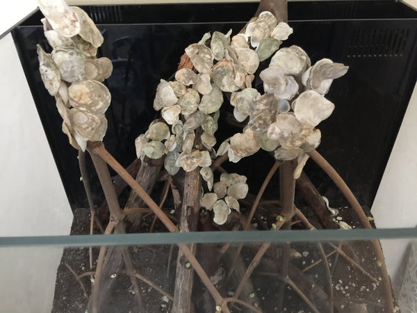 Oyster Shell Halves (Package of 30 pcs.)