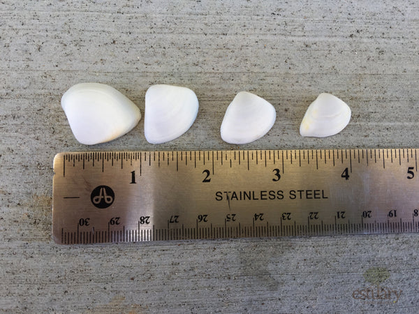 Donacidae Shell Halves (Pack of 50 specimens)