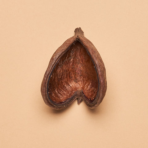 Sterculia Pod