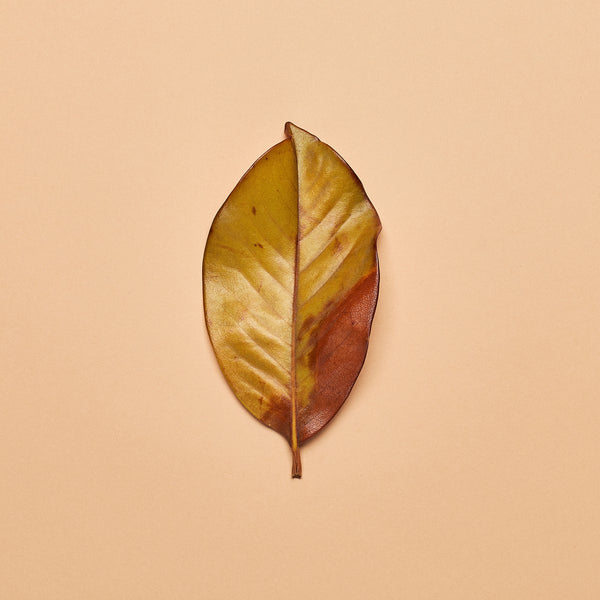 Magnolia Leaves