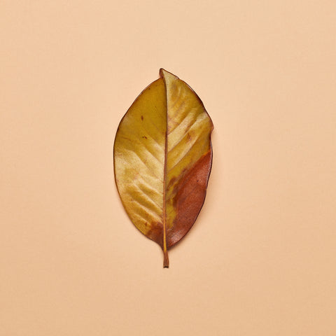 Magnolia Leaves