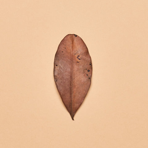 Malaysian Yellow Mangrove Leaves