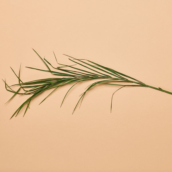 Pygmy Date Palm Frond