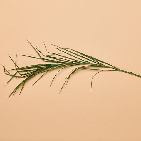 Pygmy Date Palm Frond