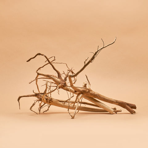 Melastoma Root - Hand Selected Specimens