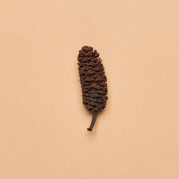 Birch Cones (Approx. 4-ounce package)