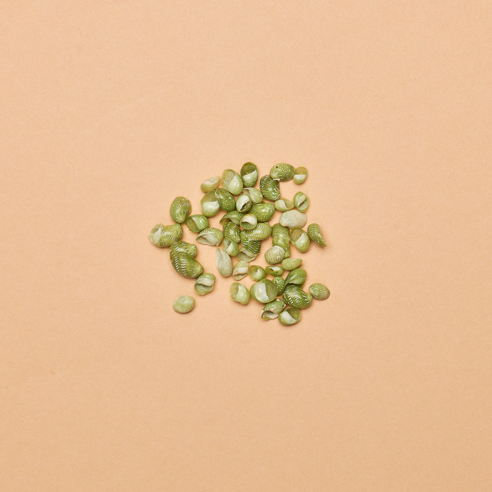 Littorina sp. (Mangrove Periwinkle) Shells (.5oz/142g. package ...