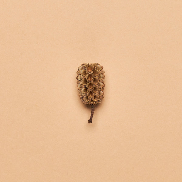 Indian Casuarina Cones