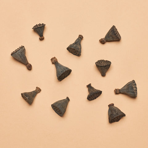 "Nano" Lotus Seed Pod (Package of 36)