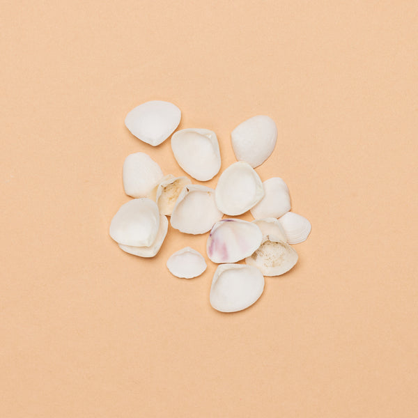 Donacidae Shell Halves (Pack of 50 specimens)